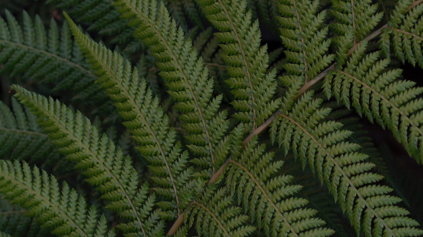 Fern, Leaf, Green, Vegetation, Terrestrial Plant. Wallpaper in 1366x768 Resolution