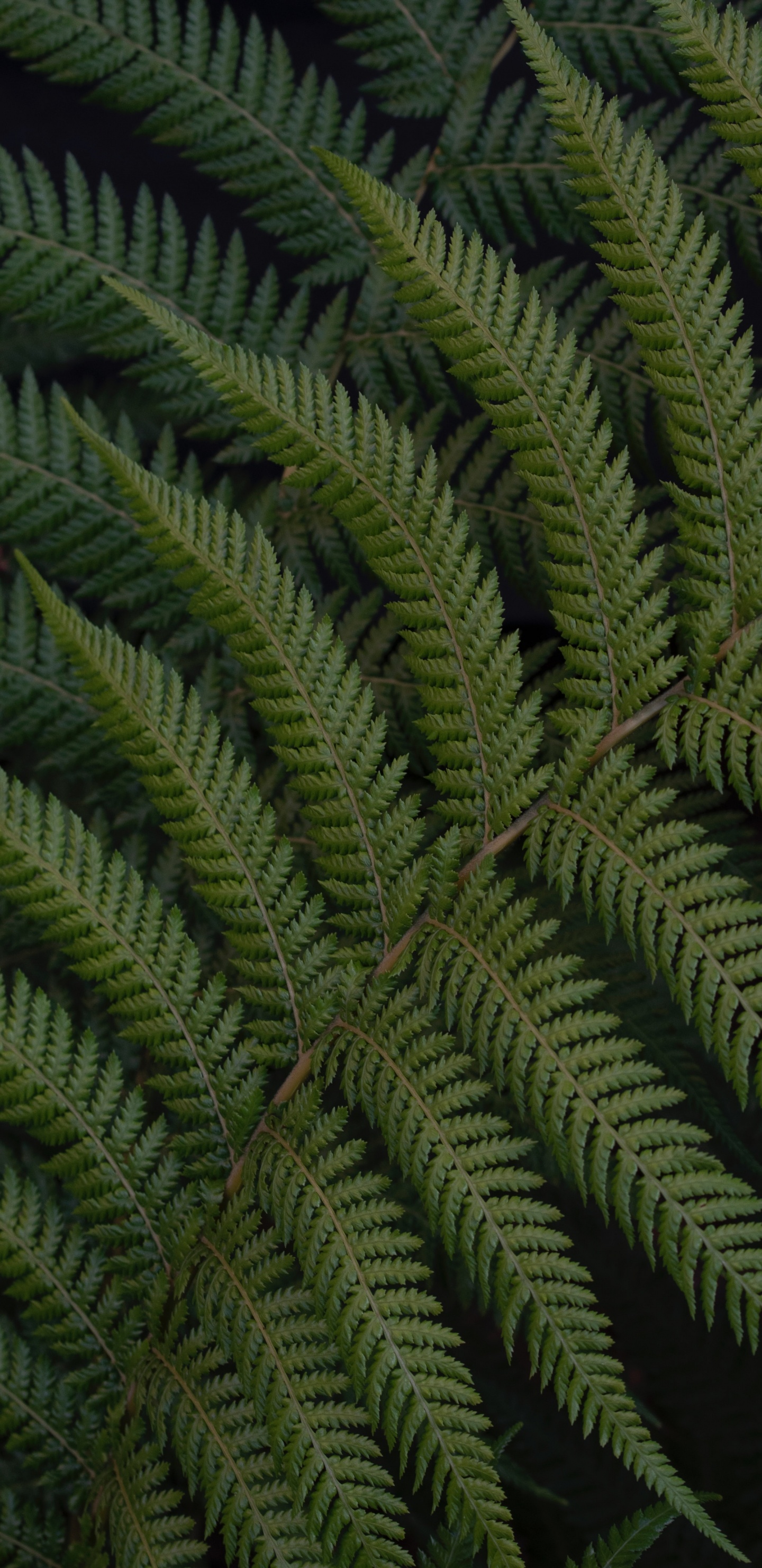 Fern, Leaf, Green, Vegetation, Terrestrial Plant. Wallpaper in 1440x2960 Resolution
