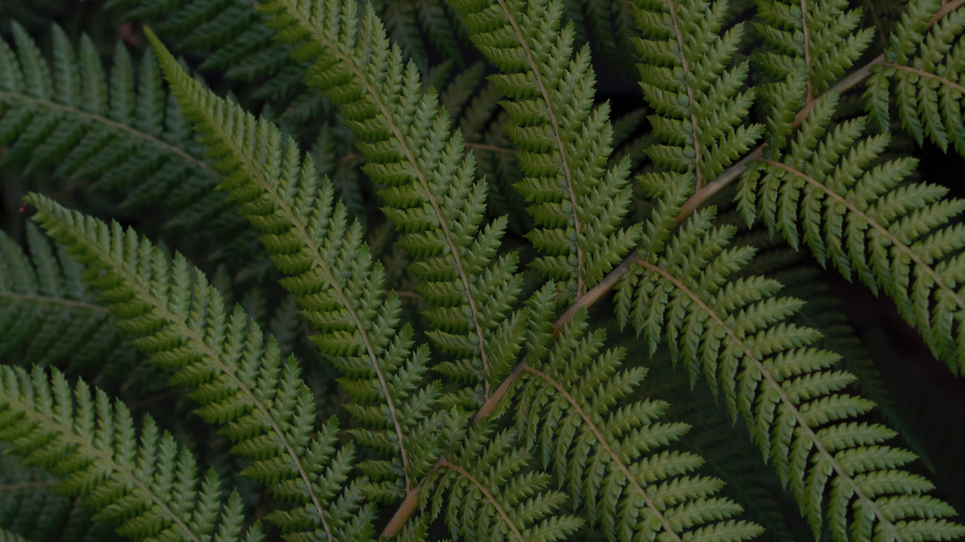 Fern, Leaf, Green, Vegetation, Terrestrial Plant. Wallpaper in 1920x1080 Resolution