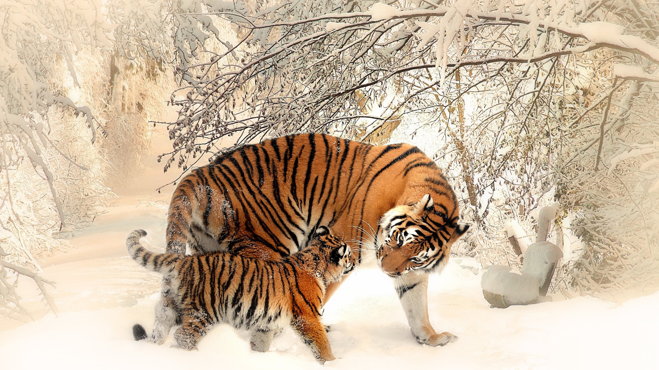 Tigre Caminando Sobre un Suelo Cubierto de Nieve Durante el Día. Wallpaper in 2560x1440 Resolution