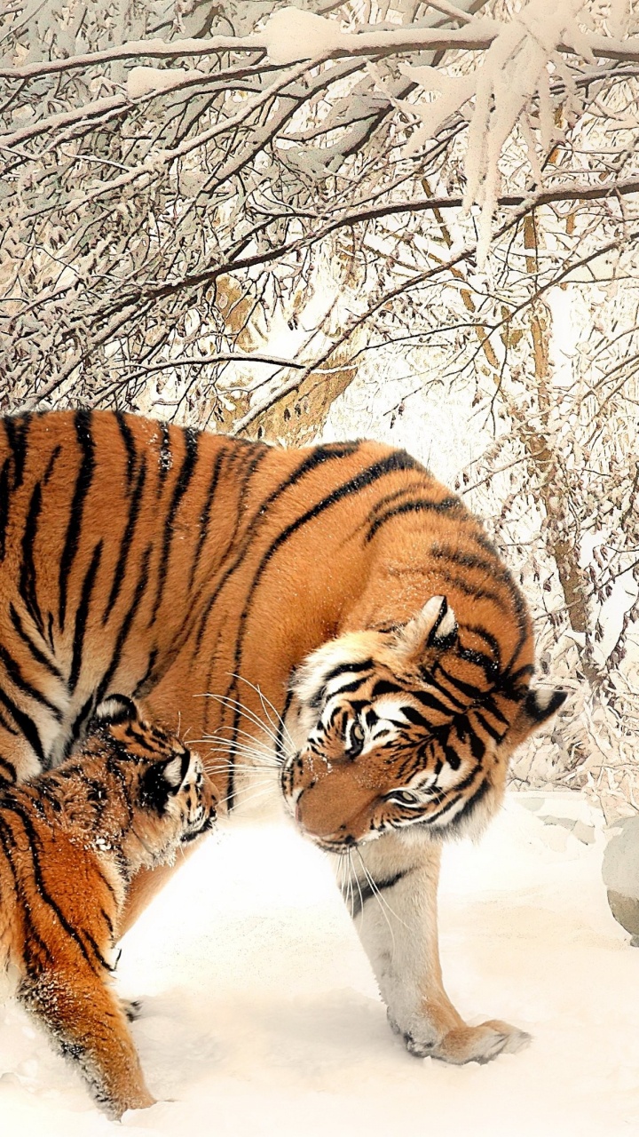 Tigre Caminando Sobre un Suelo Cubierto de Nieve Durante el Día. Wallpaper in 720x1280 Resolution
