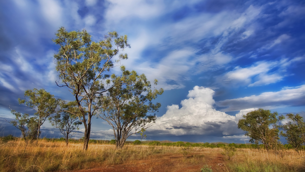 Green Tree on Green Grass Field Under White Clouds and Blue Sky During Daytime. Wallpaper in 1280x720 Resolution