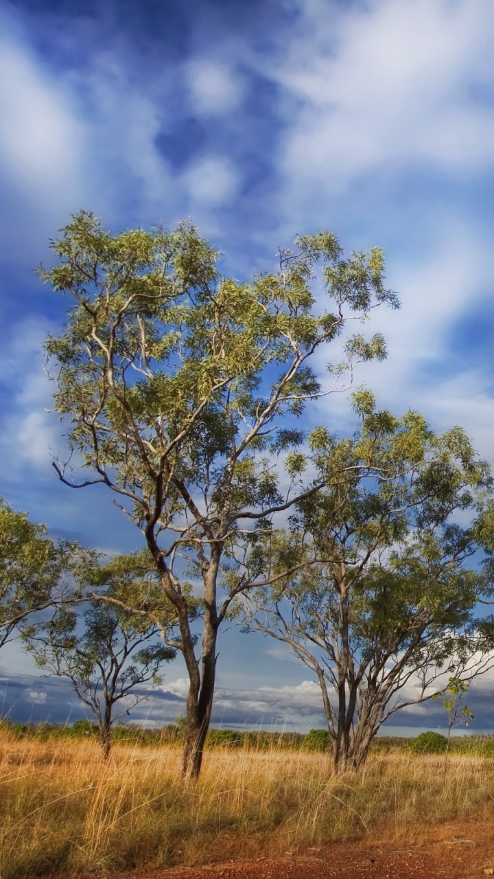 Green Tree on Green Grass Field Under White Clouds and Blue Sky During Daytime. Wallpaper in 720x1280 Resolution