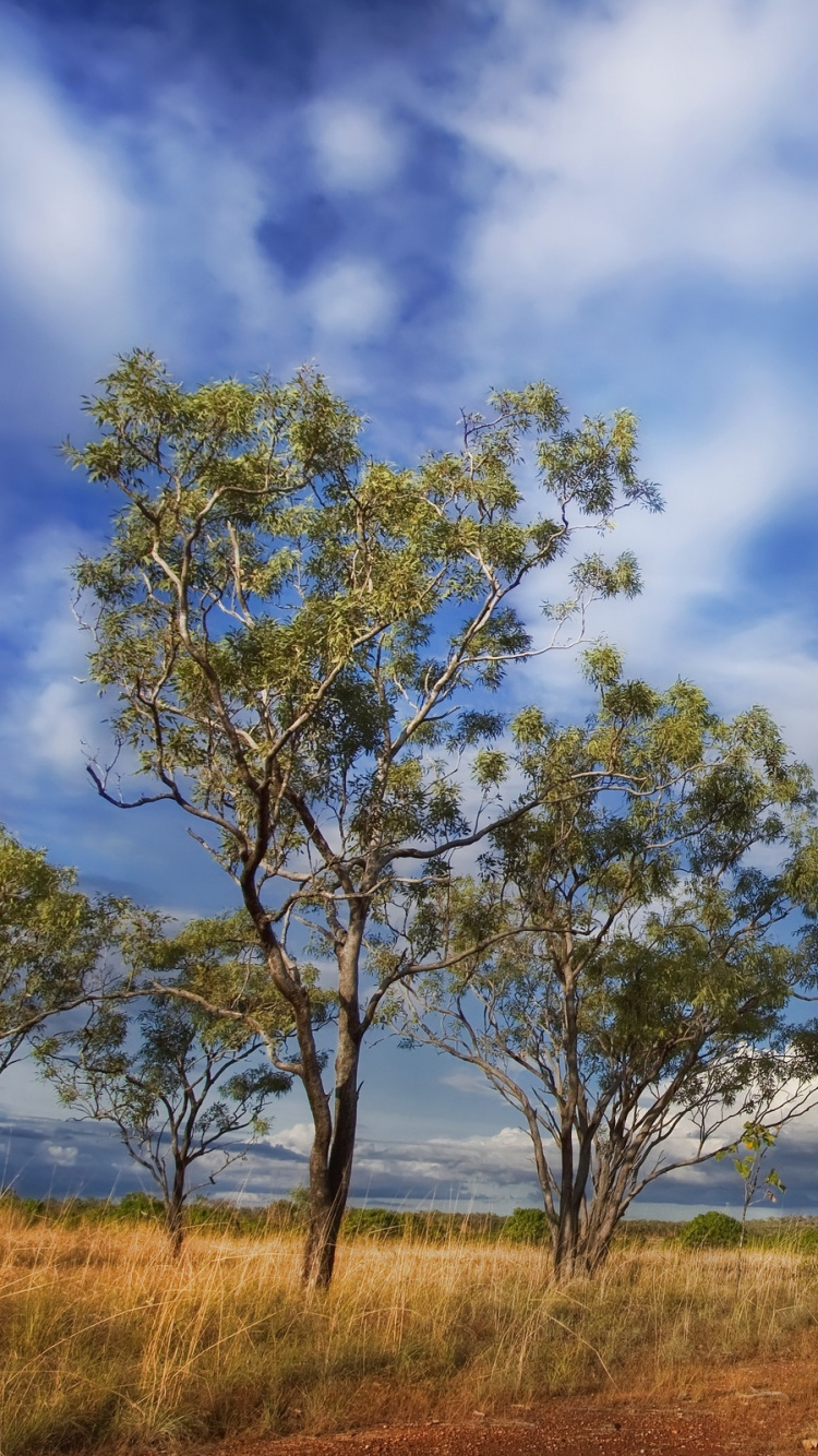 Green Tree on Green Grass Field Under White Clouds and Blue Sky During Daytime. Wallpaper in 750x1334 Resolution