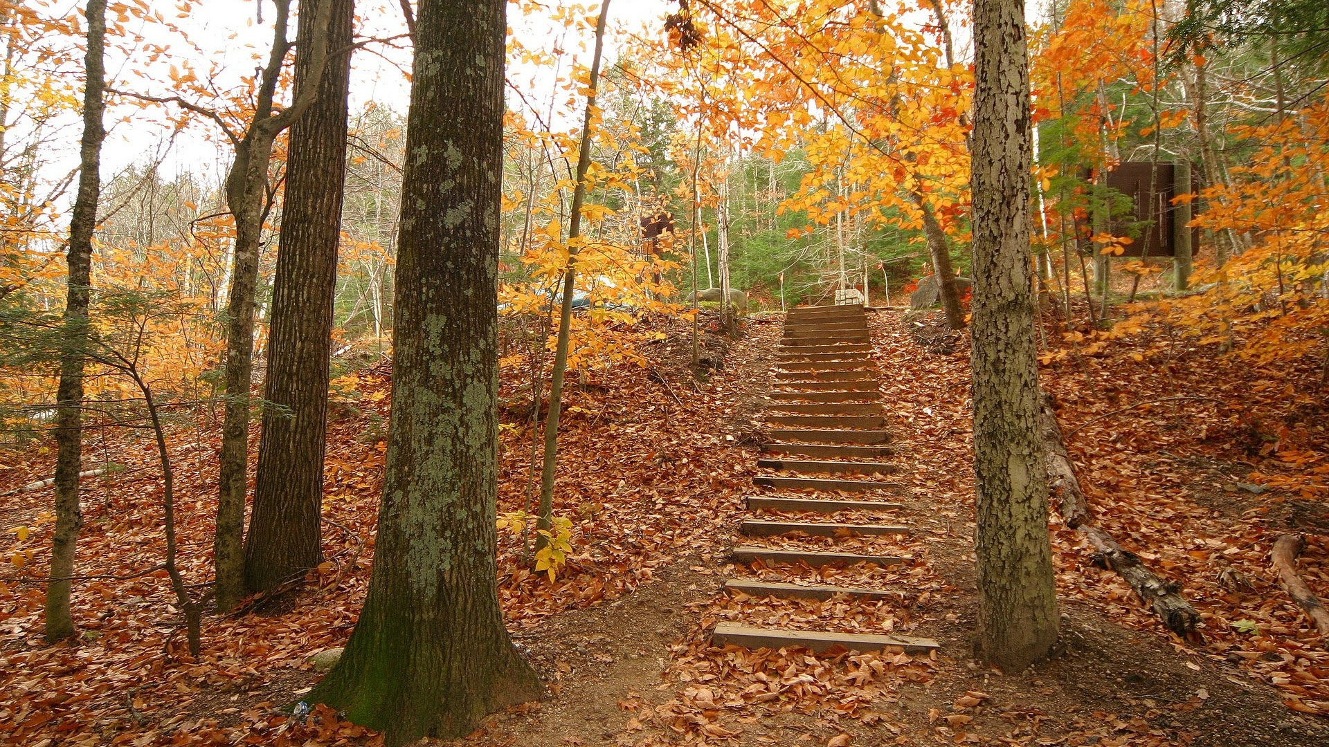 Brown Wooden Staircase Between Trees During Daytime. Wallpaper in 1920x1080 Resolution