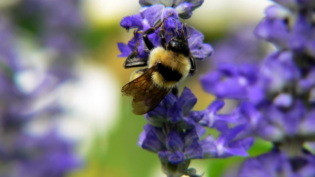 Purple Flower in Tilt Shift Lens. Wallpaper in 1280x720 Resolution