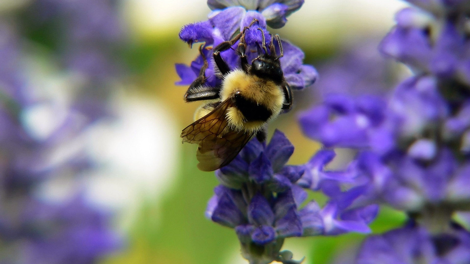 Purple Flower in Tilt Shift Lens. Wallpaper in 1920x1080 Resolution
