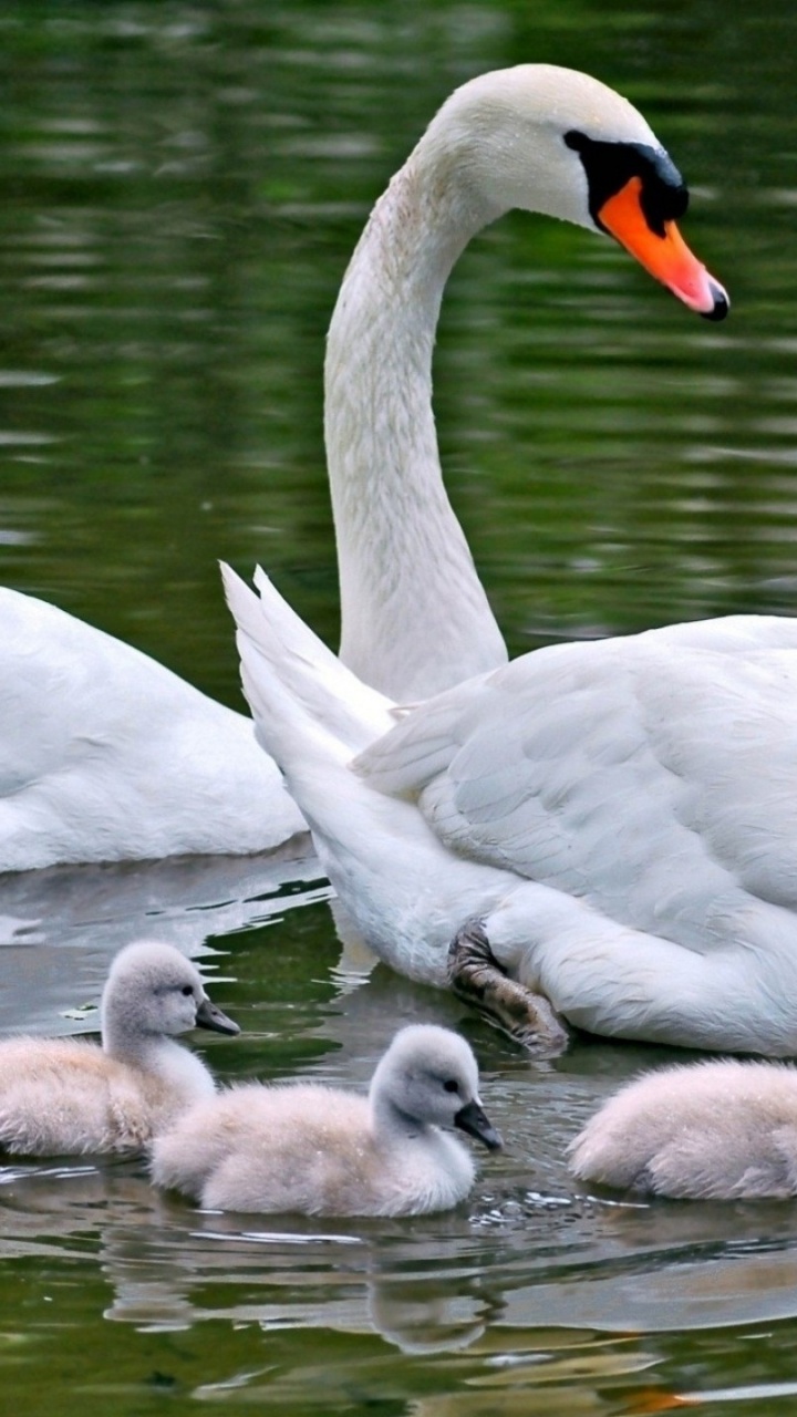 Cisne Blanco en el Agua Durante el Día. Wallpaper in 720x1280 Resolution