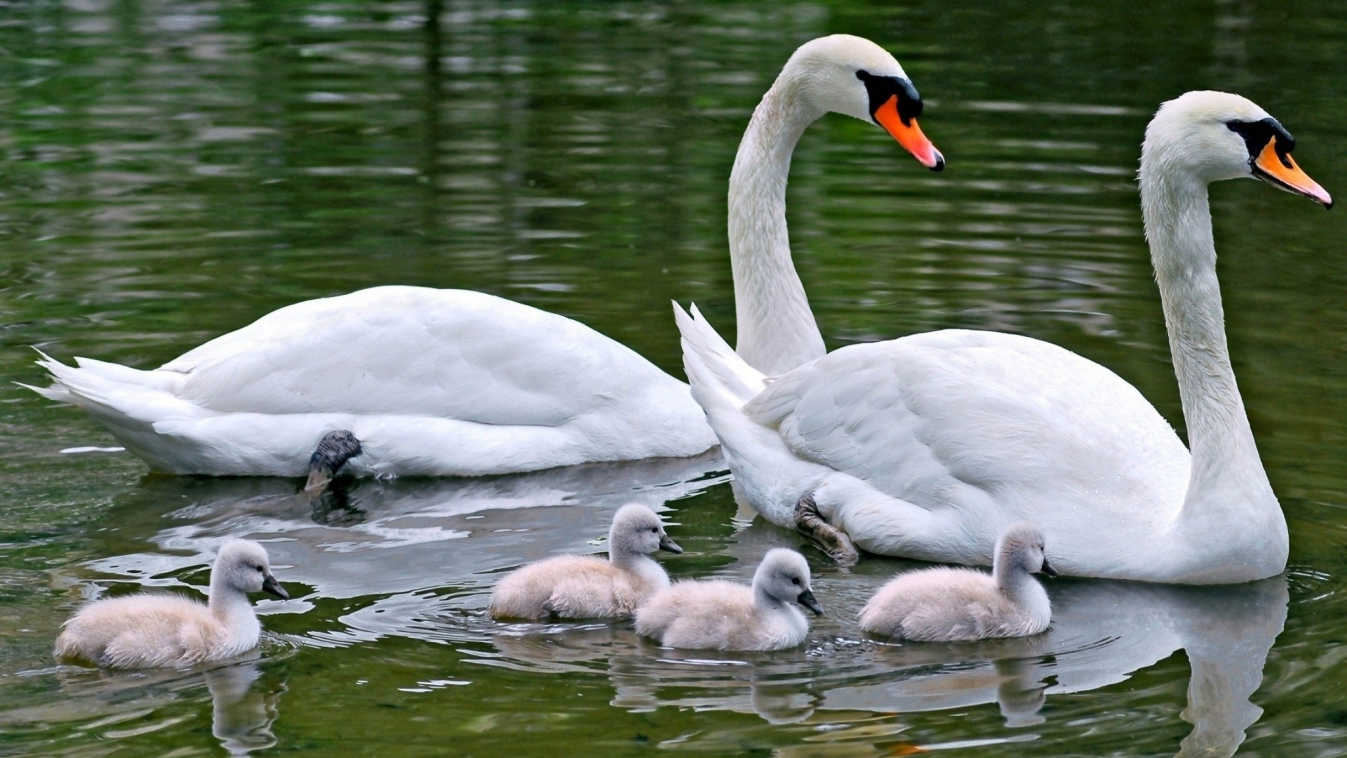 White Swan on Water During Daytime. Wallpaper in 1920x1080 Resolution