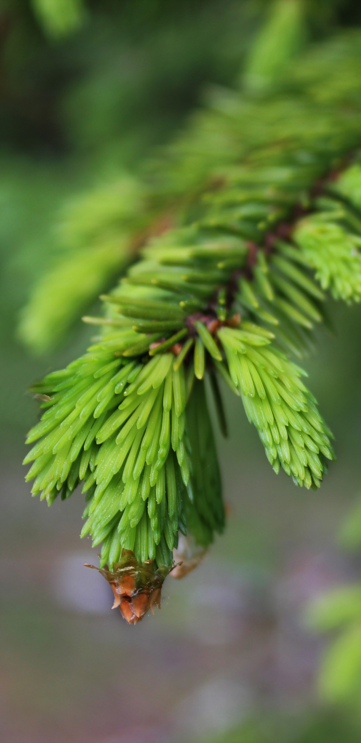 Feuille Verte Dans L'objectif à Basculement. Wallpaper in 1440x2960 Resolution