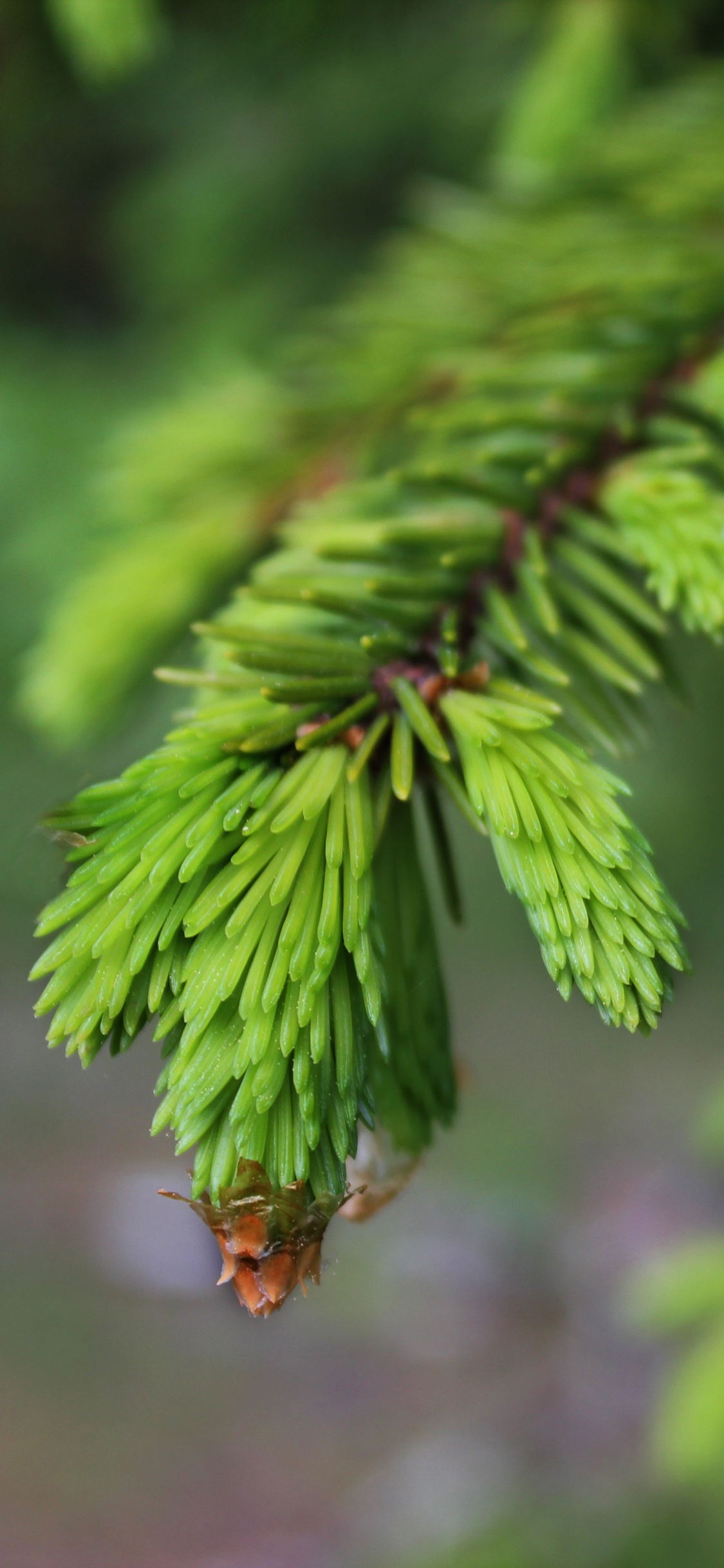 Green Leaf in Tilt Shift Lens. Wallpaper in 1125x2436 Resolution