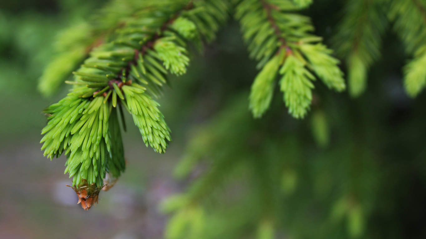 Green Leaf in Tilt Shift Lens. Wallpaper in 1366x768 Resolution