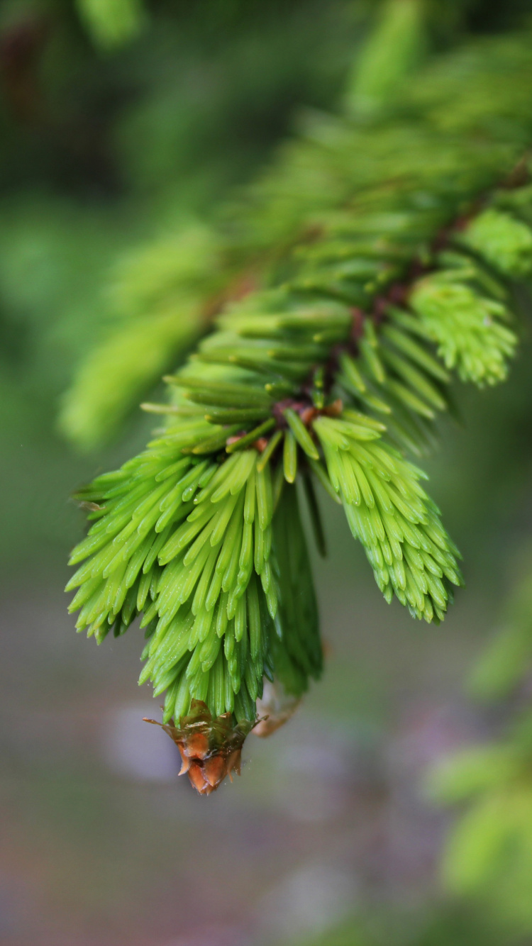 植被, 性质, 落叶松, 生态系统, 云杉 壁纸 750x1334 允许