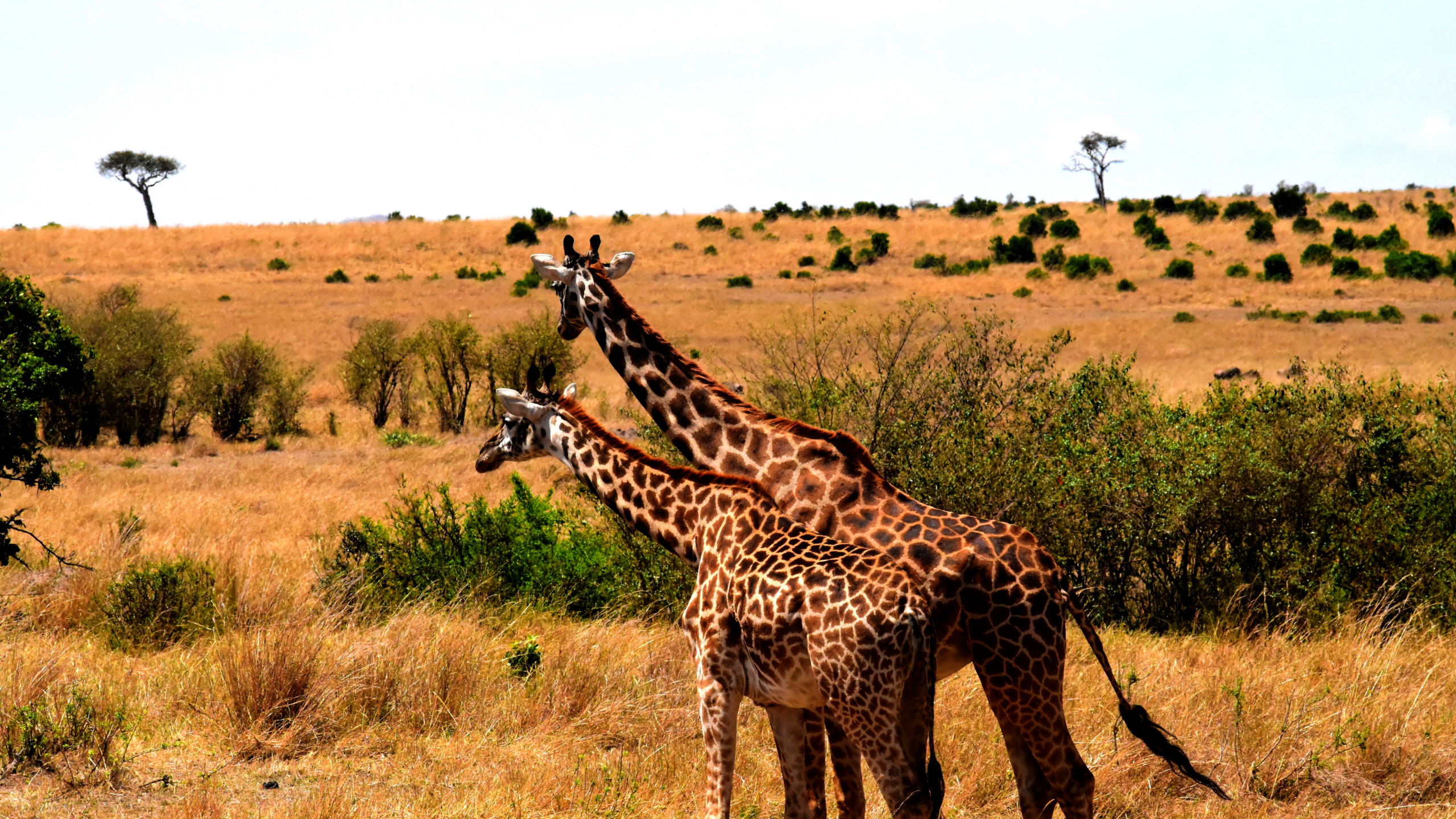 Giraffe Standing on Brown Grass Field During Daytime. Wallpaper in 2560x1440 Resolution