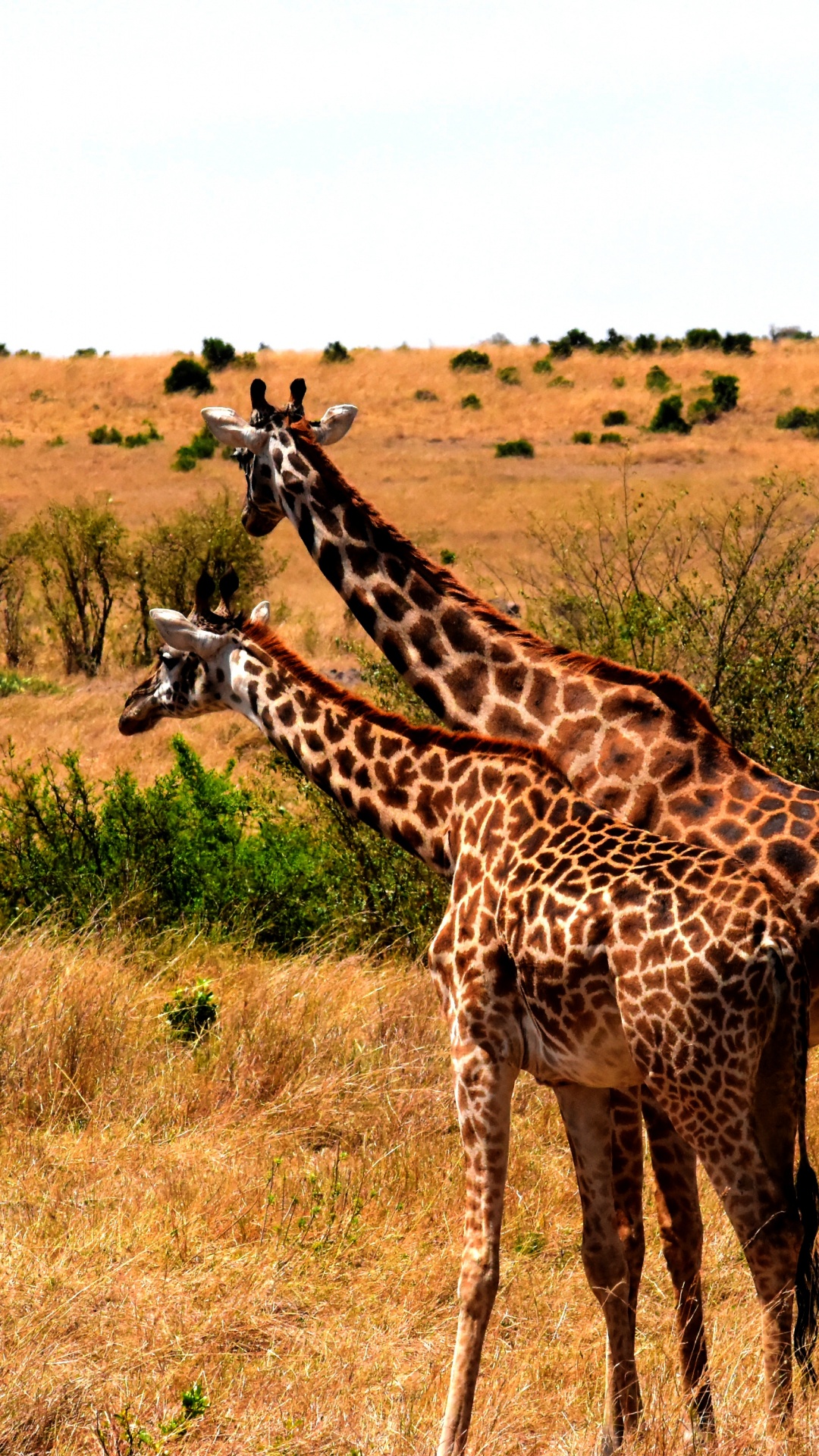 Girafe Debout Sur un Terrain D'herbe Brune Pendant la Journée. Wallpaper in 1080x1920 Resolution