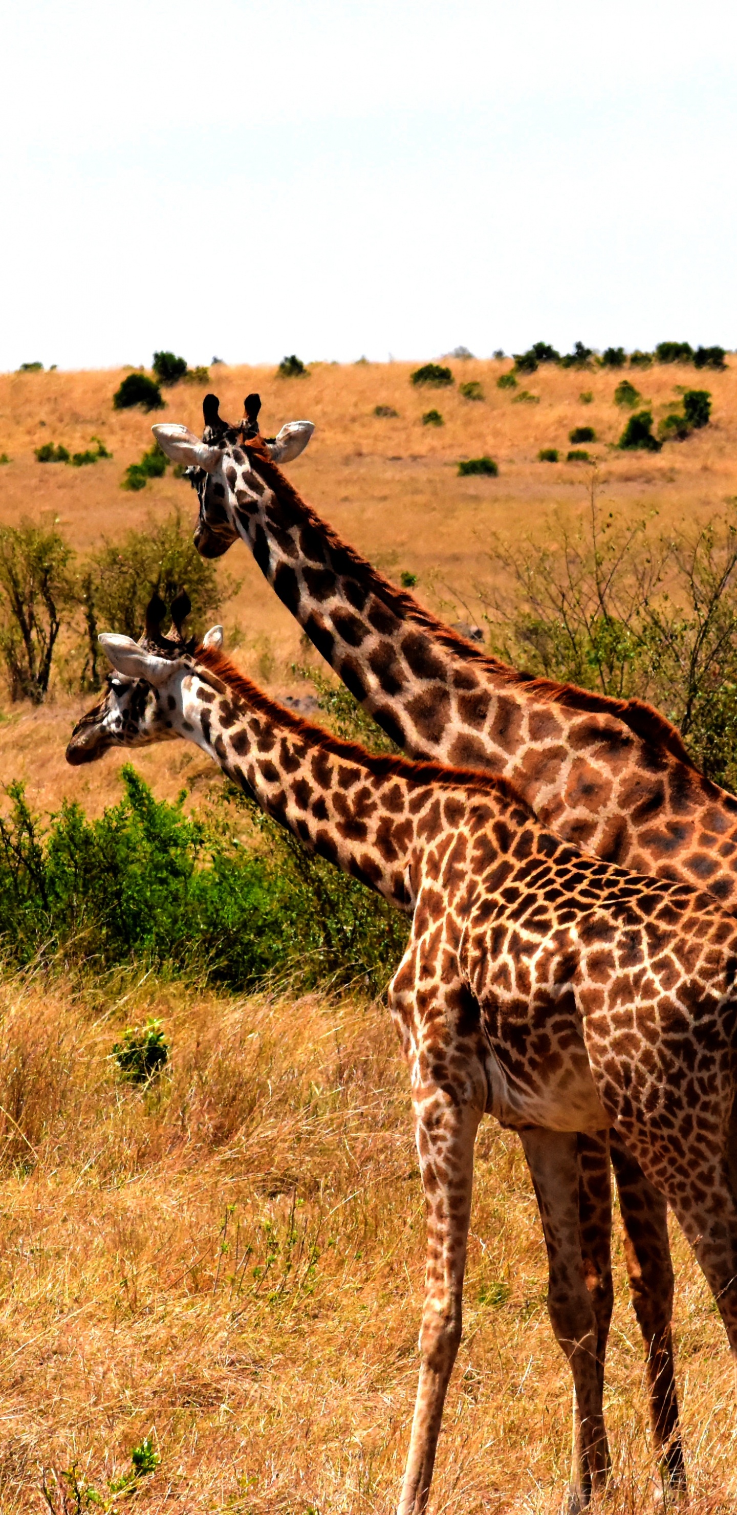 Girafe Debout Sur un Terrain D'herbe Brune Pendant la Journée. Wallpaper in 1440x2960 Resolution