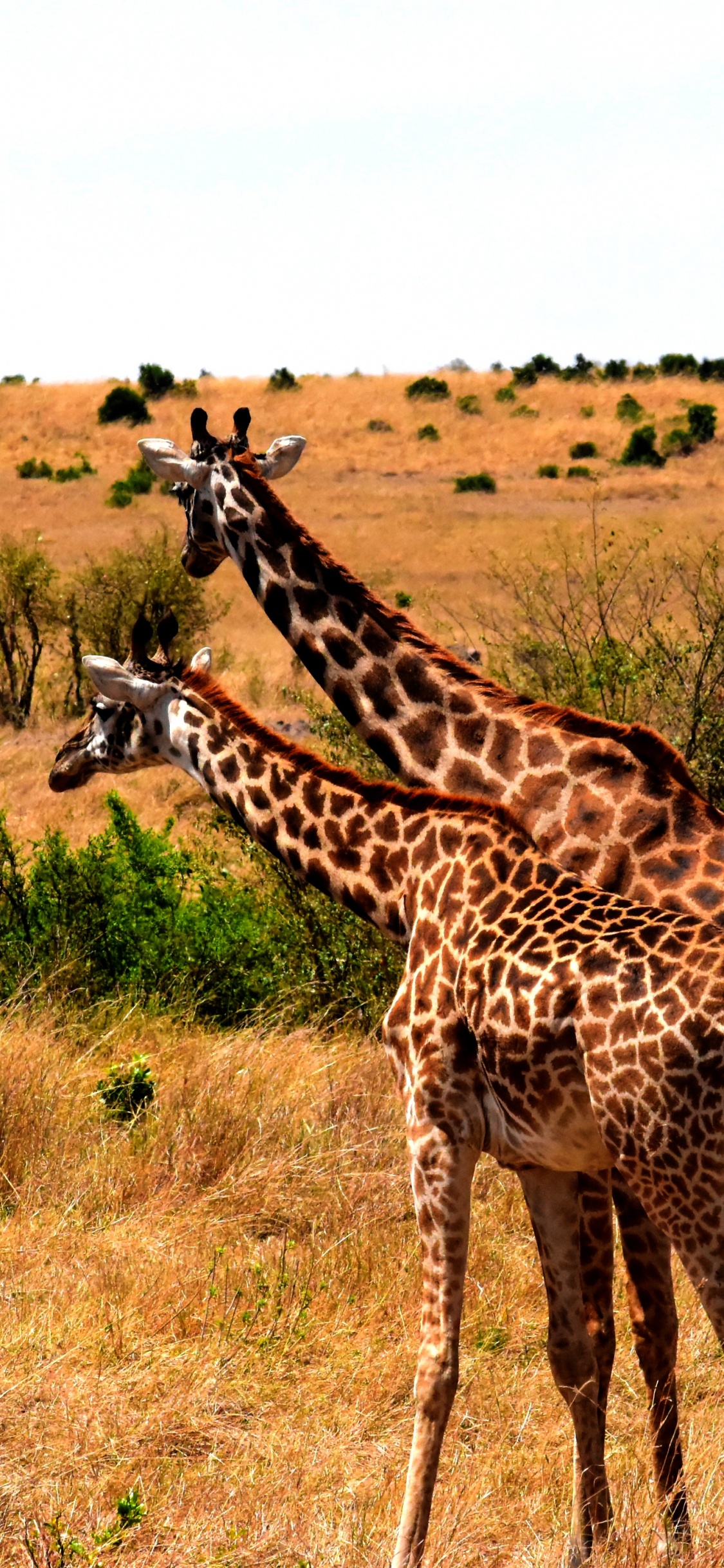 Giraffe, Die Tagsüber Auf Einer Braunen Wiese Steht. Wallpaper in 1125x2436 Resolution