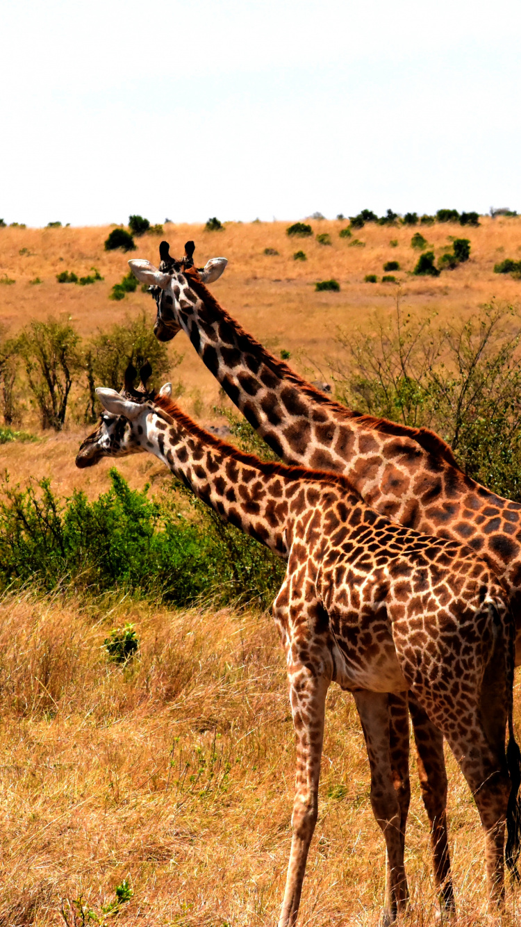 Giraffe, Die Tagsüber Auf Einer Braunen Wiese Steht. Wallpaper in 750x1334 Resolution