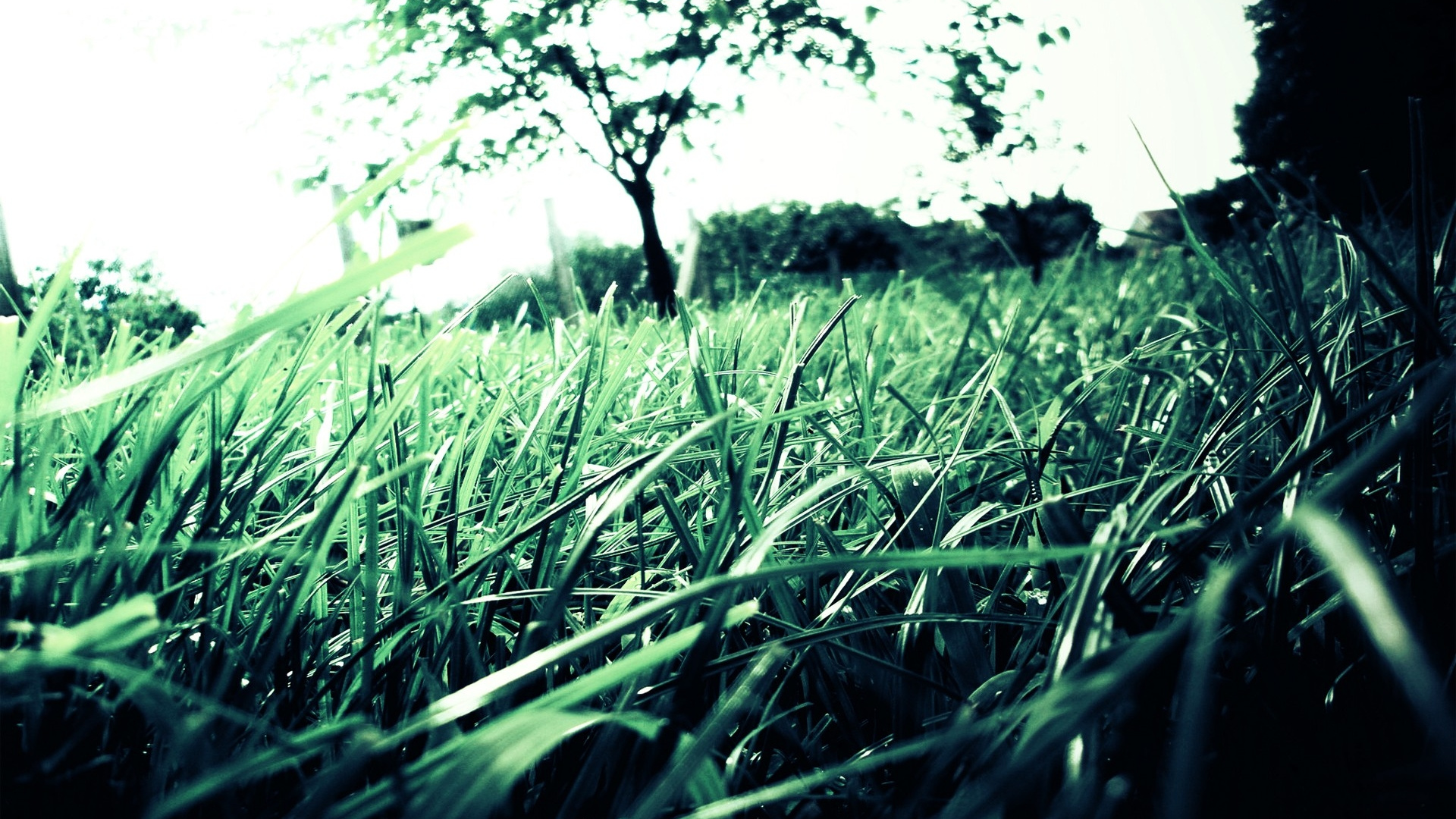 Champ D'herbe Verte Pendant la Journée. Wallpaper in 1920x1080 Resolution