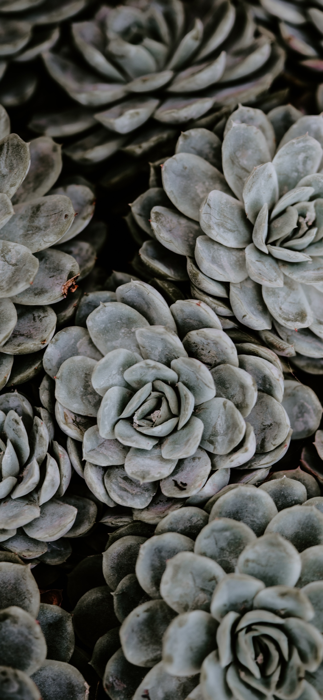 Fruits Ronds Gris et Noirs. Wallpaper in 1242x2688 Resolution