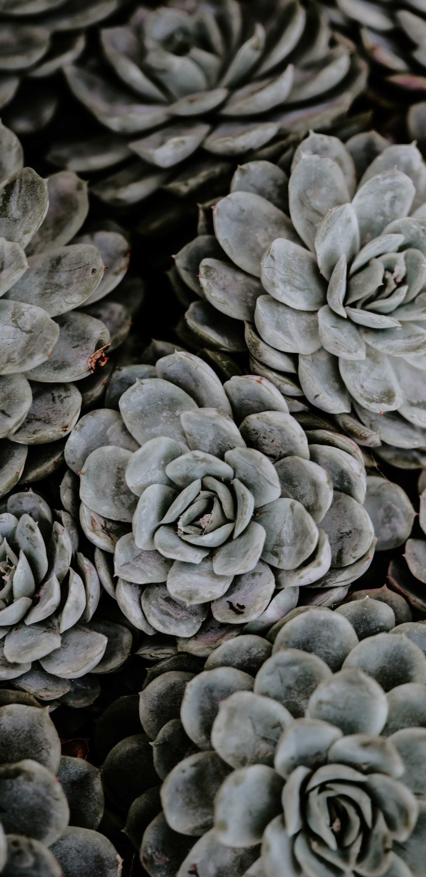 肉质植物, 工厂, 色彩 壁纸 1440x2960 允许