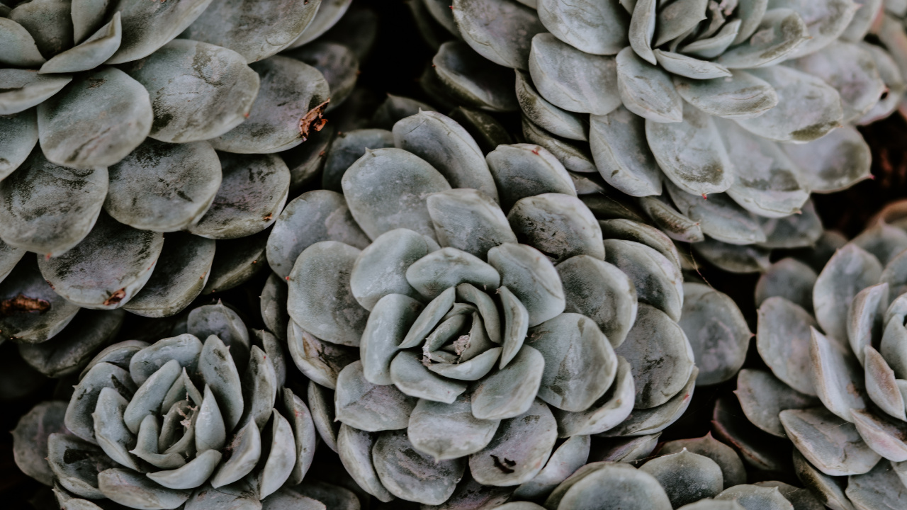 Gray and Black Round Fruits. Wallpaper in 1280x720 Resolution