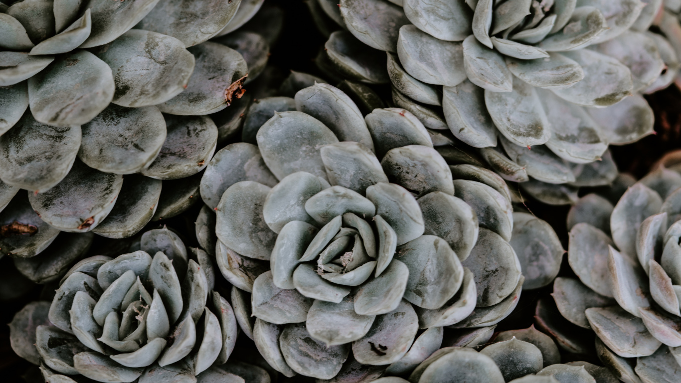 Gray and Black Round Fruits. Wallpaper in 1366x768 Resolution