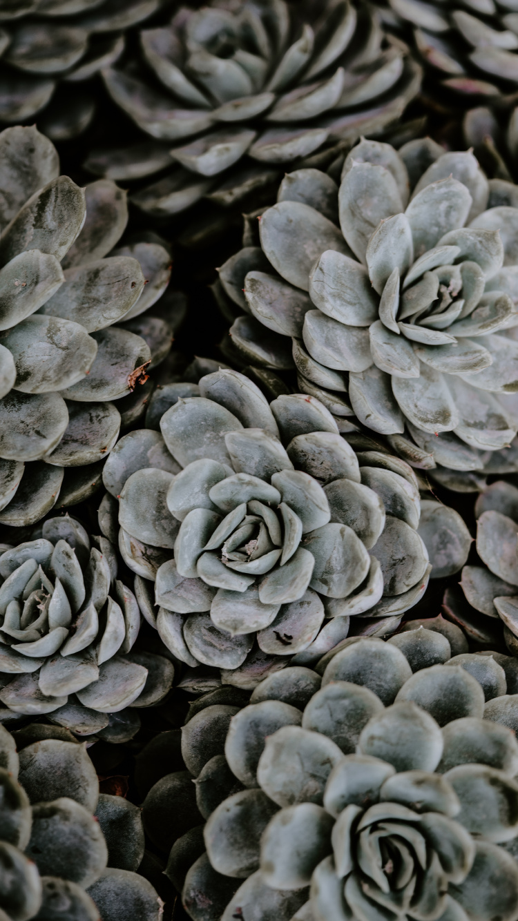 Gray and Black Round Fruits. Wallpaper in 750x1334 Resolution