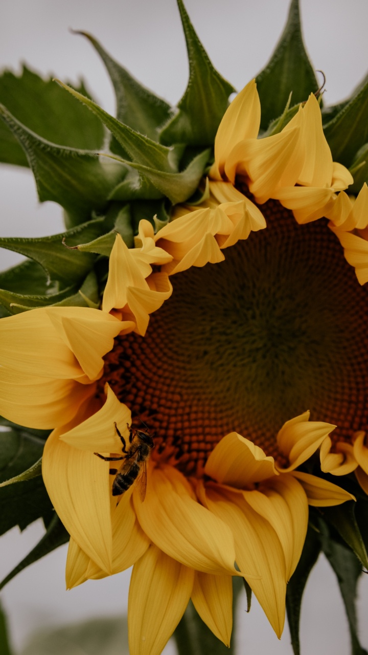 Girasol, Pétalo, la Botánica, Amarillo, Planta Anual. Wallpaper in 720x1280 Resolution