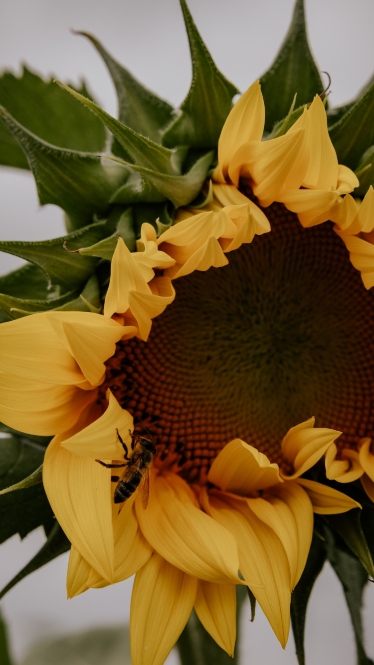 Girasol, Pétalo, la Botánica, Amarillo, Planta Anual. Wallpaper in 750x1334 Resolution