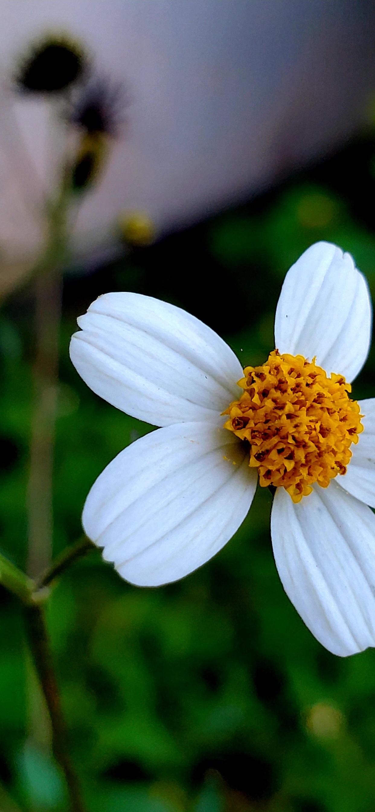 Flora, Daisy Familia, Ciencia, la Física, Pétalo. Wallpaper in 1242x2688 Resolution