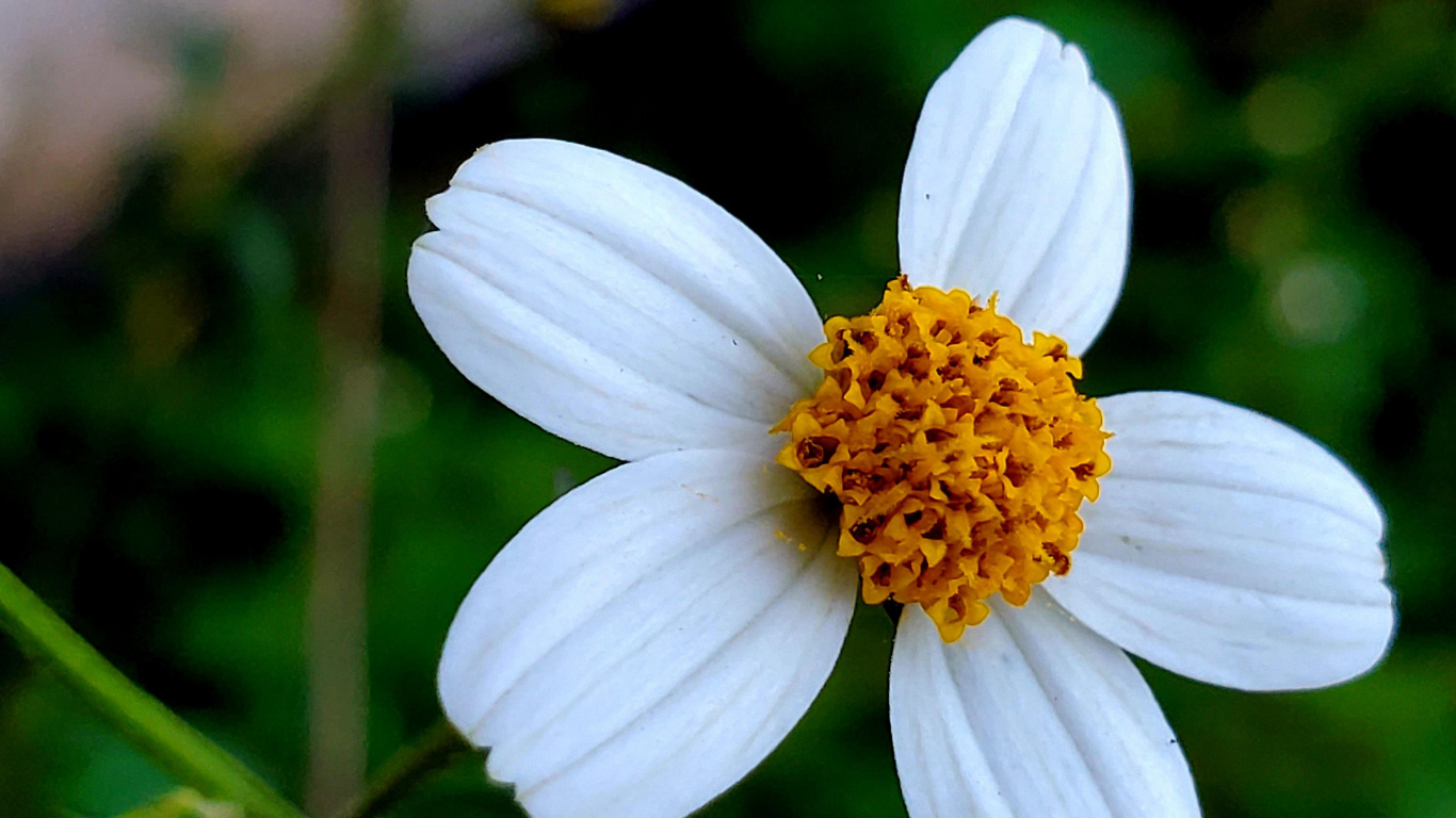 Flora, Daisy Familie, Wissenschaft, Physik, Blütenblatt. Wallpaper in 1366x768 Resolution