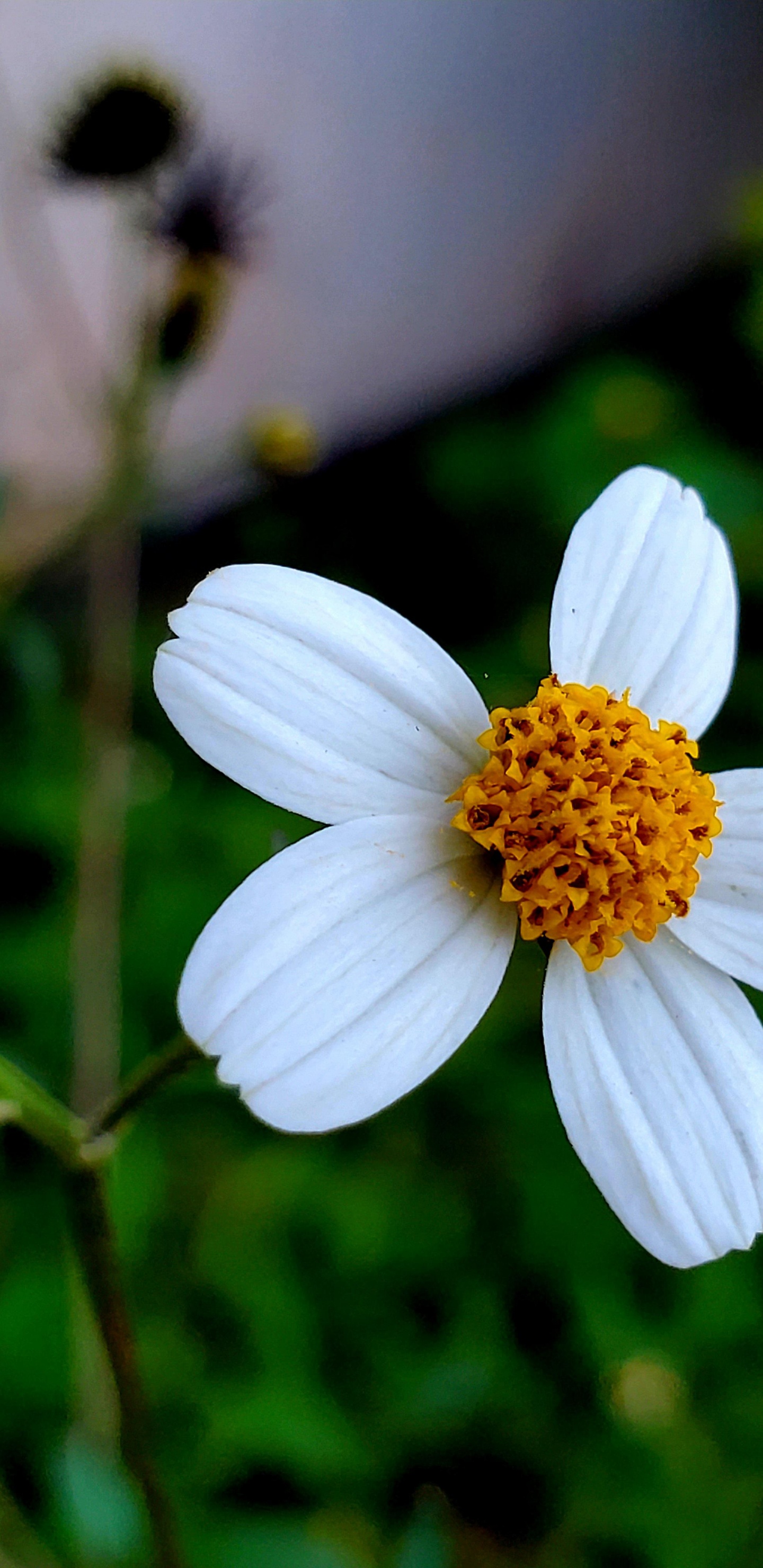 Flora, Daisy Familie, Wissenschaft, Physik, Blütenblatt. Wallpaper in 1440x2960 Resolution