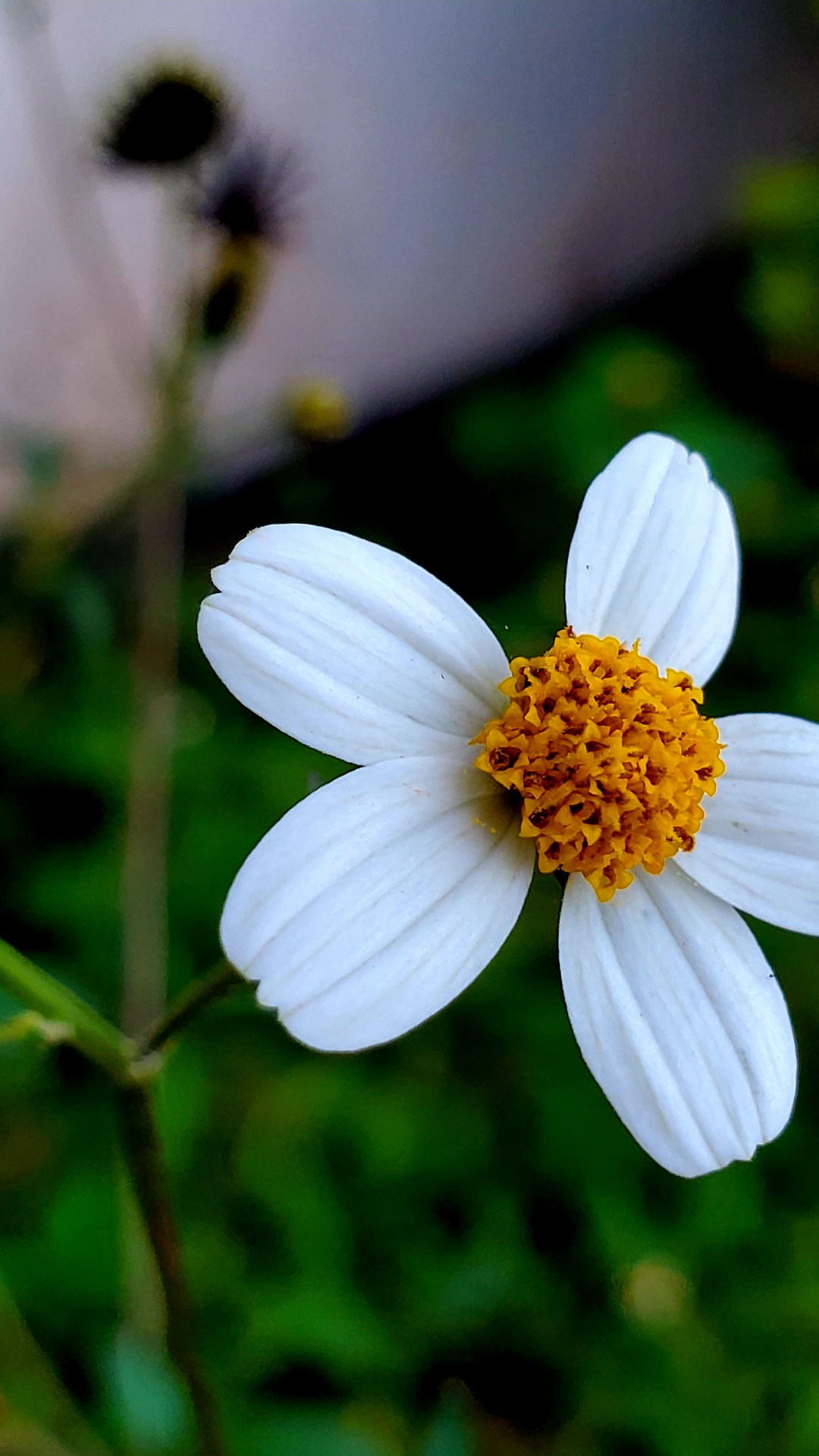 Flore, Famille Des Marguerites, Sciences, Physique, Pétale. Wallpaper in 1080x1920 Resolution