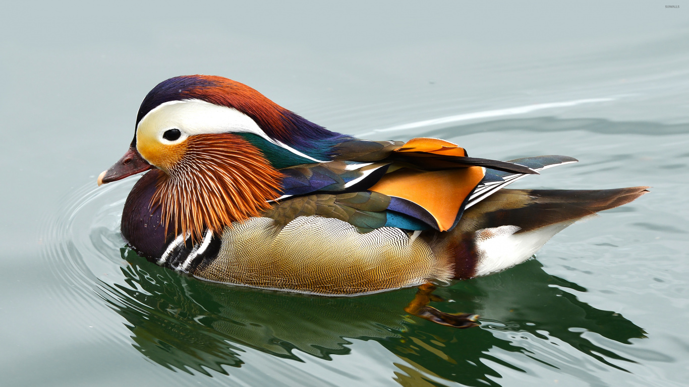 Brown and White Duck on Water. Wallpaper in 1366x768 Resolution