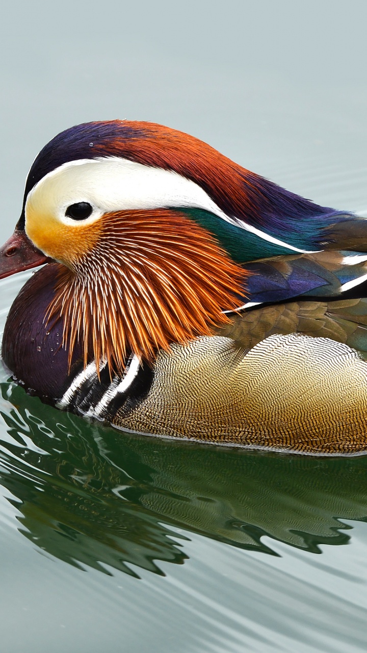 Braune Und Weiße Ente Auf Wasser. Wallpaper in 720x1280 Resolution