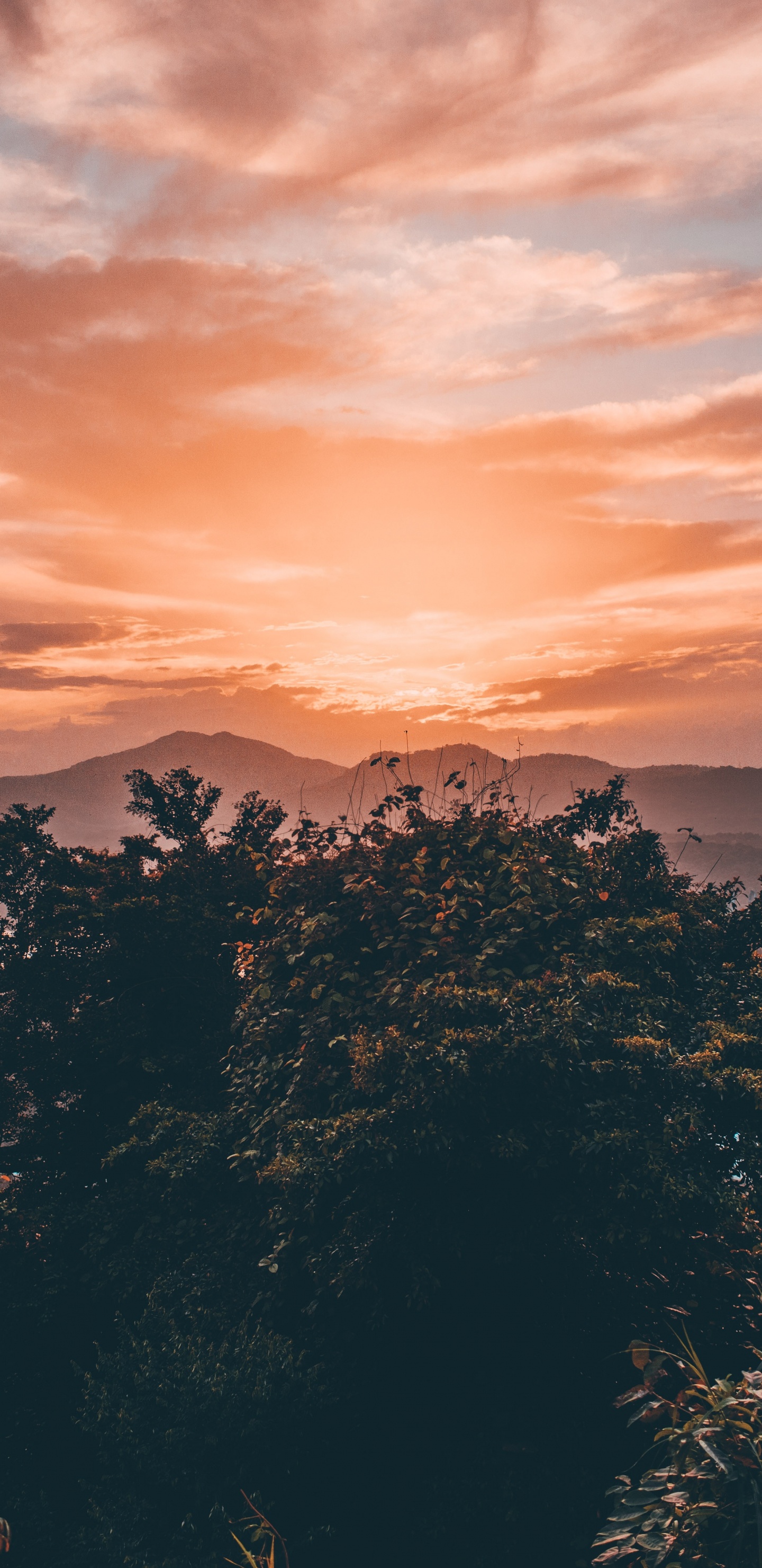 Golden Hour, Sunset, Cloud, Nature, Afterglow. Wallpaper in 1440x2960 Resolution