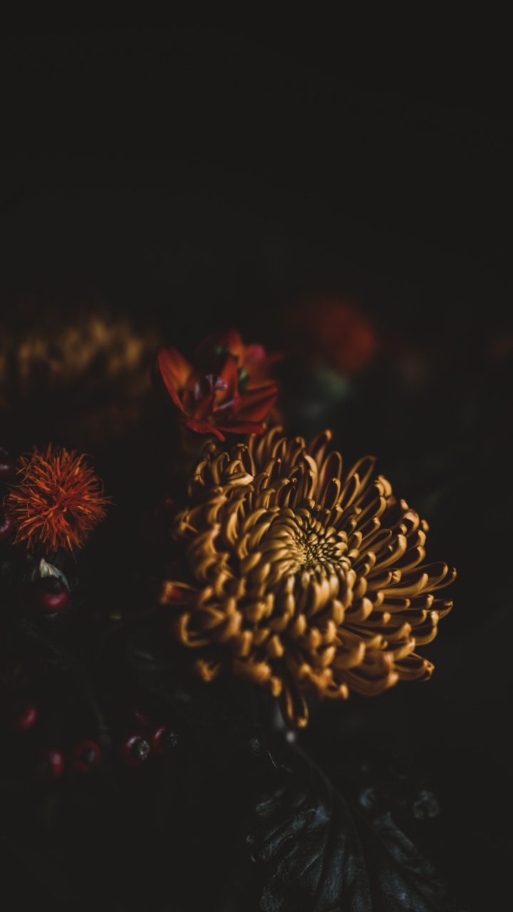 Braune Und Rote Blume in Nahaufnahmen. Wallpaper in 720x1280 Resolution