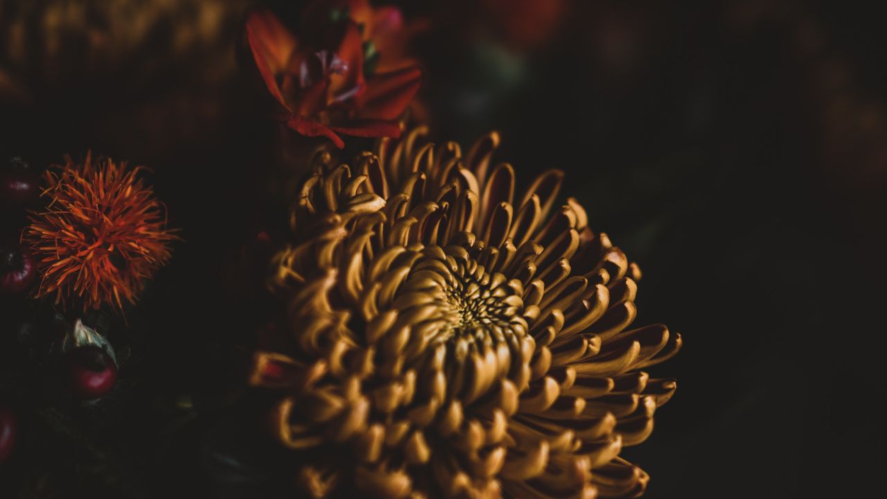 Brown and Red Flower in Close up Photography. Wallpaper in 1280x720 Resolution