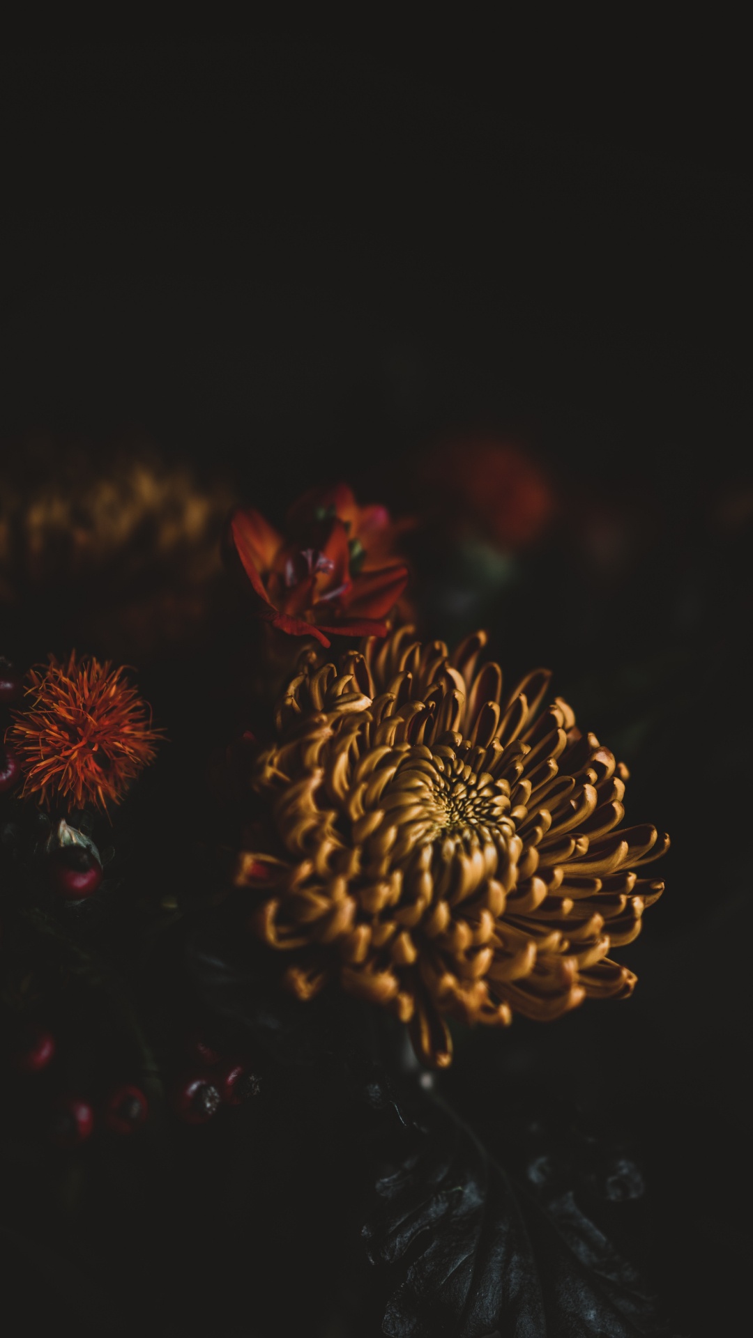 Fleur Brune et Rouge en Photographie Rapprochée. Wallpaper in 1080x1920 Resolution