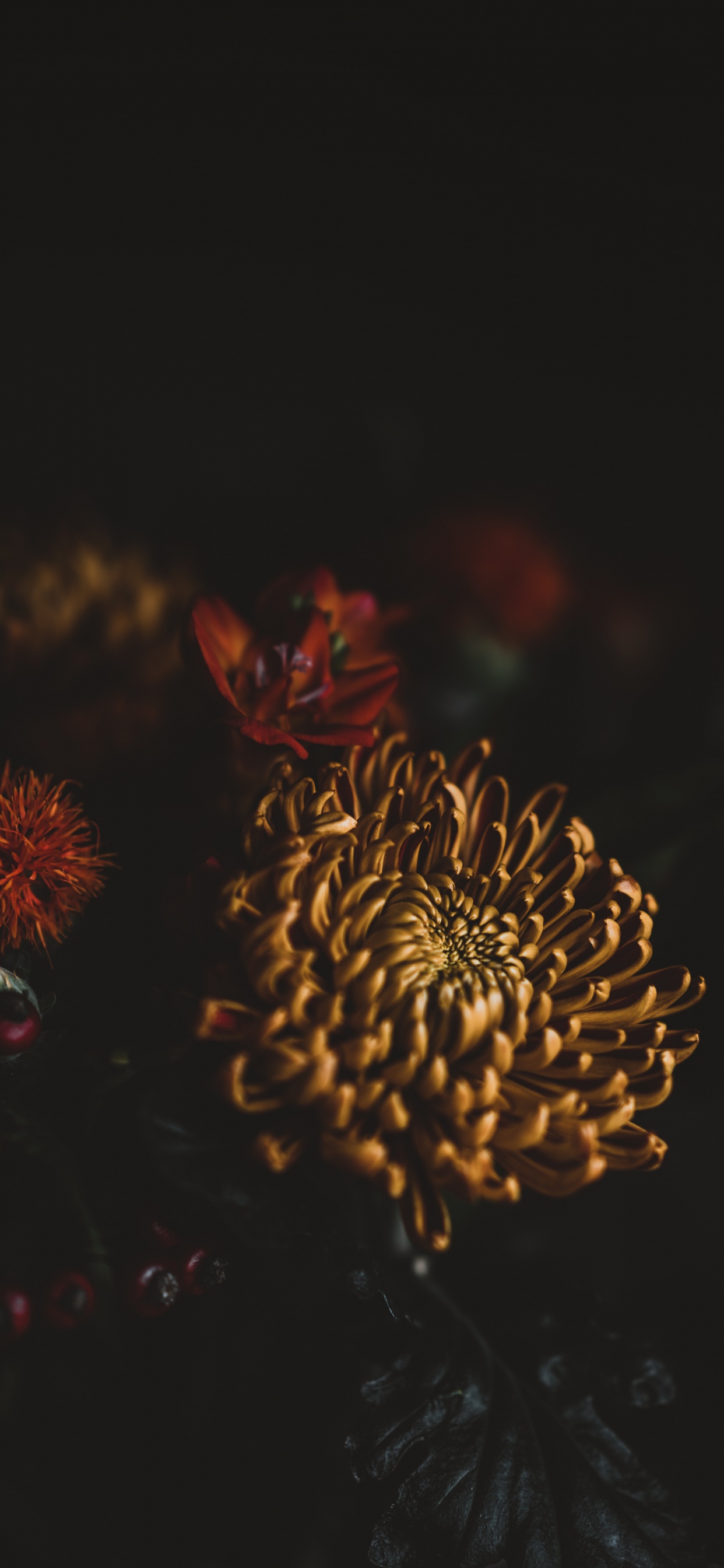 Fleur Brune et Rouge en Photographie Rapprochée. Wallpaper in 1242x2688 Resolution