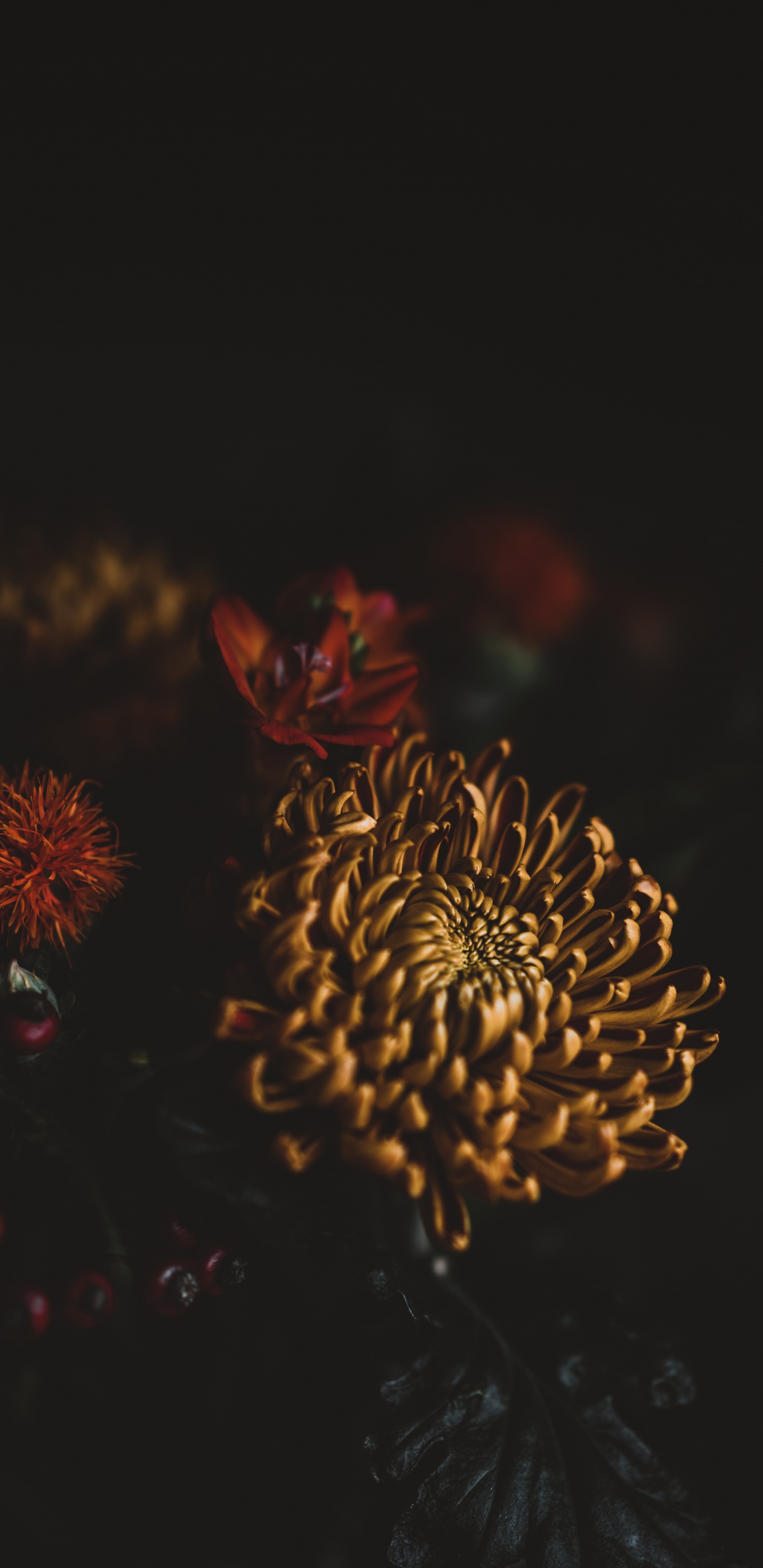 Fleur Brune et Rouge en Photographie Rapprochée. Wallpaper in 1440x2960 Resolution