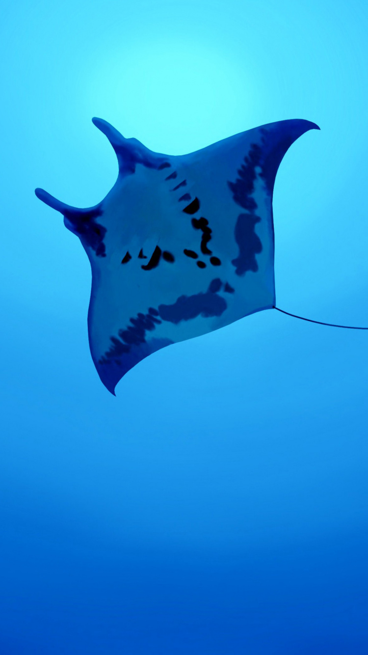 Illustration de Requin Noir et Blanc. Wallpaper in 750x1334 Resolution