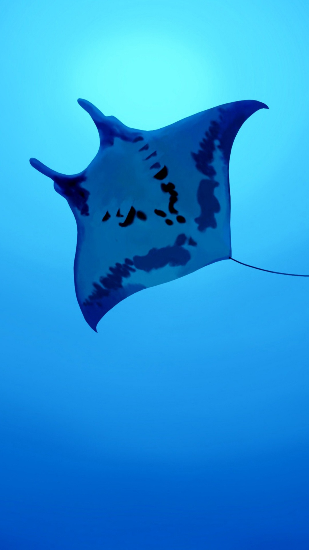 Azure, 海洋生物学, 漂流木, 电视, Ray 壁纸 1080x1920 允许