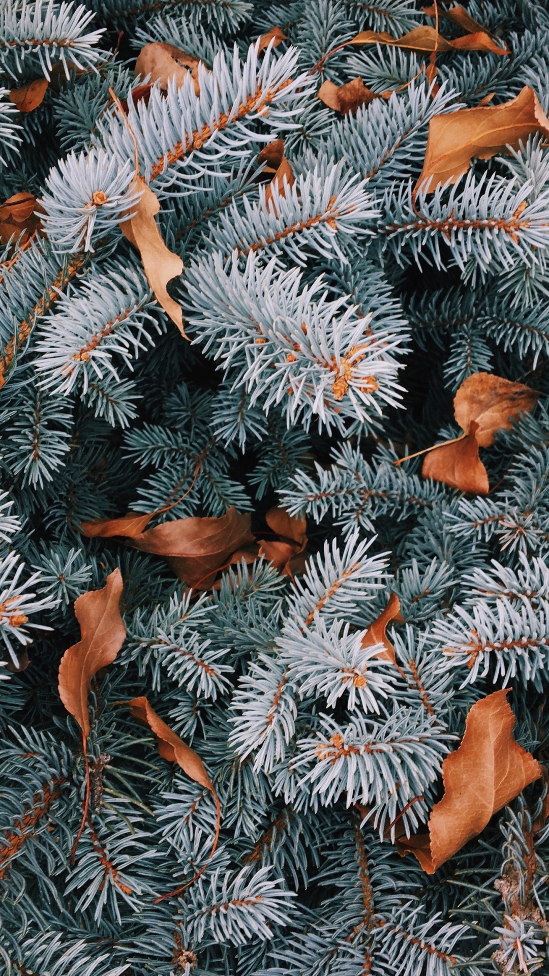 Balsam-Tanne, Weihnachtsbaum, Fichte, Christmas Ornament, Naturmaterialien. Wallpaper in 1080x1920 Resolution