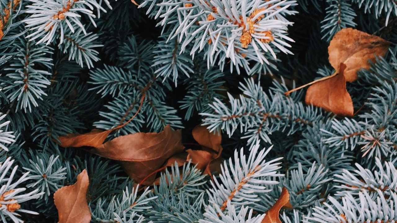 Balsam-Tanne, Weihnachtsbaum, Fichte, Christmas Ornament, Naturmaterialien. Wallpaper in 1280x720 Resolution