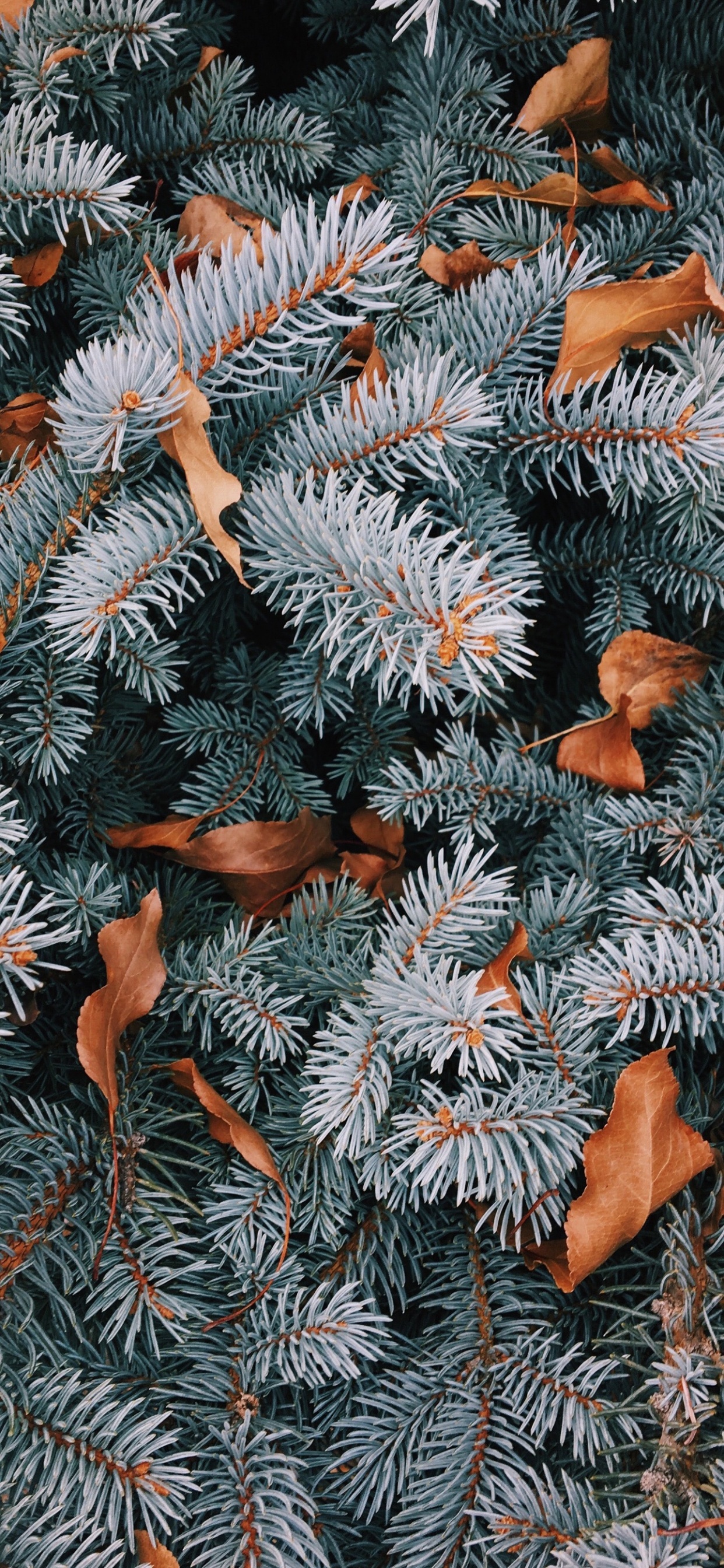 Christmas, Balsam Fir, Christmas Tree, Spruce, Pine. Wallpaper in 1242x2688 Resolution