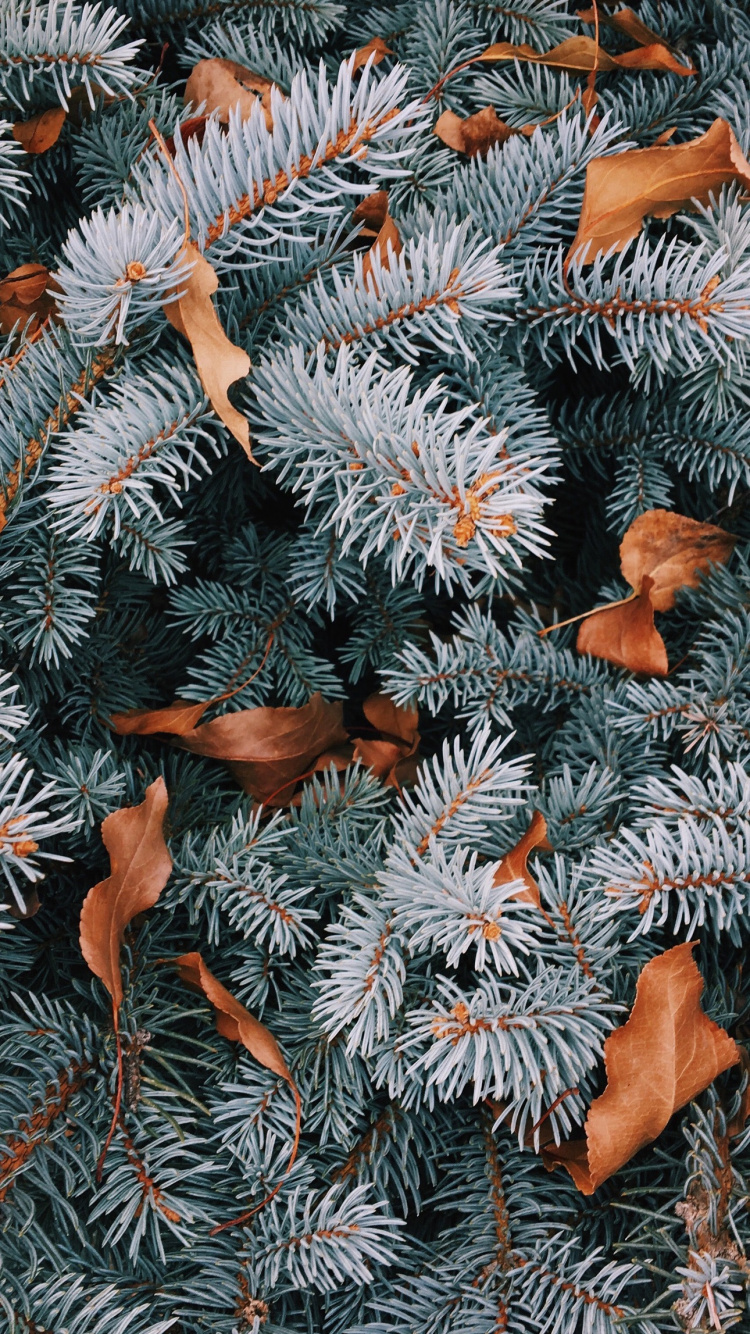 Navidad, El Abeto Balsámico, Pino, Adorno de Navidad, Material Natural. Wallpaper in 750x1334 Resolution