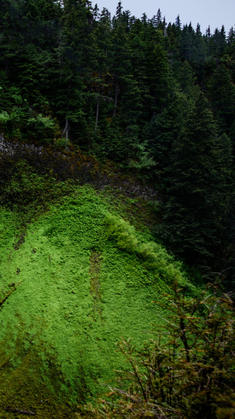 Arbres Verts à Côté Des Chutes D'eau Pendant la Journée. Wallpaper in 750x1334 Resolution