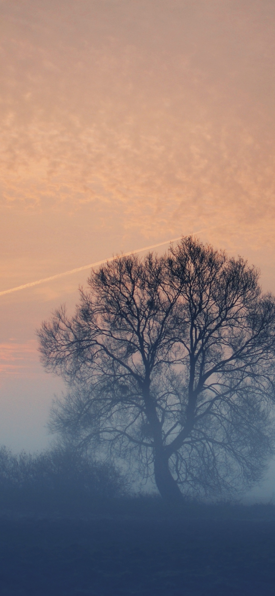 Árbol Sin Hojas Bajo el Cielo Gris. Wallpaper in 1125x2436 Resolution